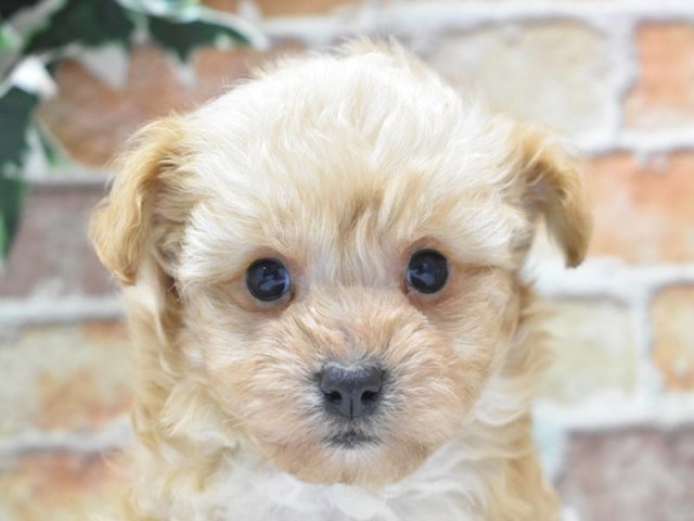 静岡県のハーフ犬 (ペッツワン伊東店/2024年2月2日生まれ/男の子/クリーム)の子犬